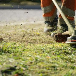 Close-up of a grass trimmer cutting lawn with grass clippings flying.