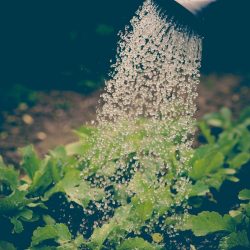 Watering can pouring water over green leafy plants in a garden.